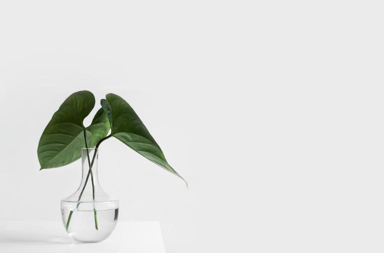 glass vase with green plant sat in water